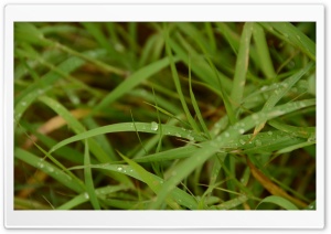 Dew On Grass