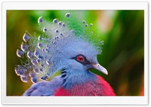 Victoria Crowned Pigeon