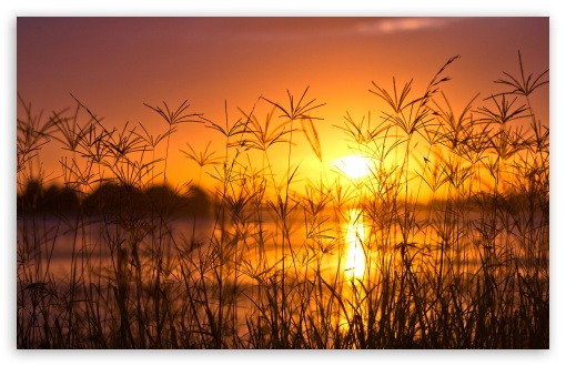 Download Sunset Light, Summer UltraHD Wallpaper