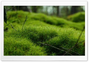 Moss Macro