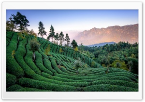 Tea Field, Taiwan