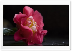 Camellia Flower