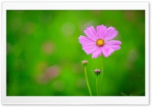 Pink Flower, Green Background