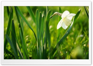 White Flower