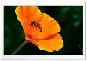 Bee, California Poppy Flower