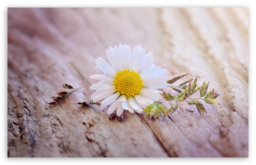 Download Daisy Flower On A Wooden Table UltraHD Wallpaper