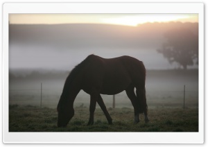 Morning Mist Horse