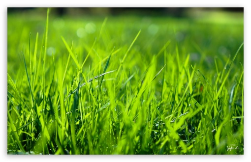 Download Morning Grass UltraHD Wallpaper