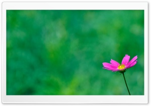 Purple Cosmos Flower On A...