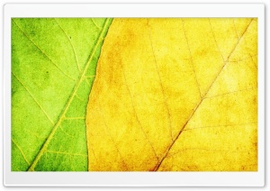 Green And Yellow Leaves Texture