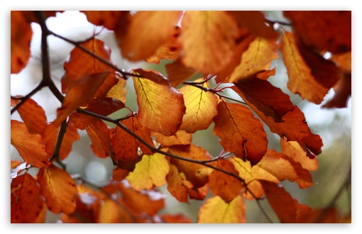 Download Rust Colored Autumn Leaves UltraHD