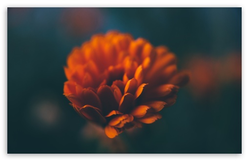 Download Orange Flower Macro UltraHD Wallpaper