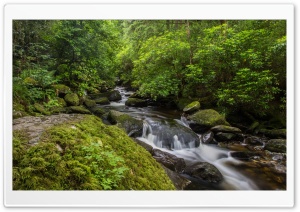 Forest Stream, Killarney...