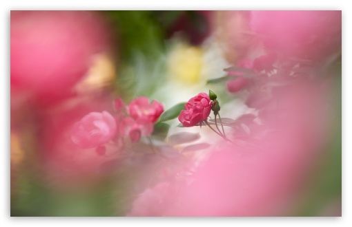 Download Pink Roses UltraHD Wallpaper