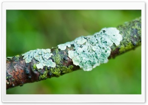 Lichens Macro