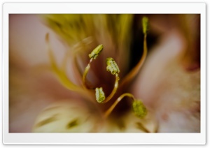 Green Stamens