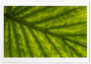 Green Tropical Leaf