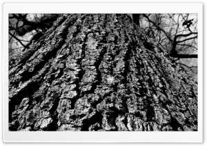 Black And White Tree Trunk