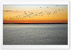 Birds In Flight, Sunset