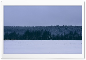 Winter in the woods ART.IRBIS...