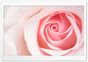 Beautiful Light Pink Rose...