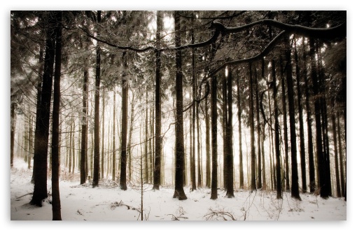Download Winter Forest UltraHD Wallpaper