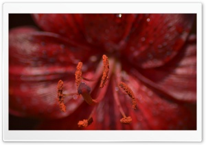 Stamens And Pistil Macro