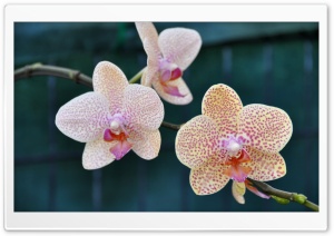 Three Orchids