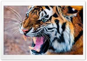 Snarling Tiger