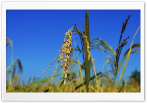 Rice Spikes - Blue Sky