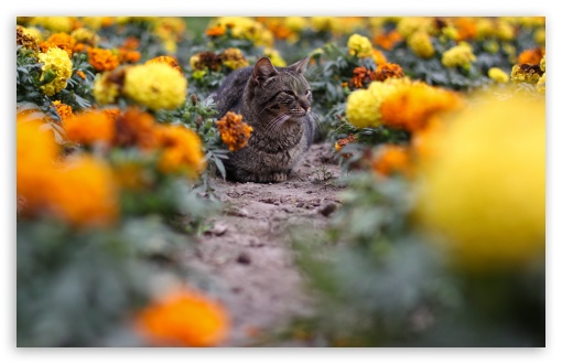 Download Cat Among The Flowers UltraHD Wallpaper