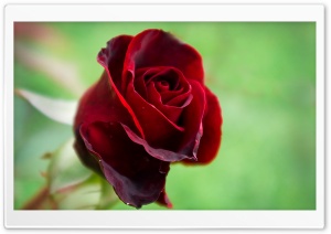 Soft Red Rose