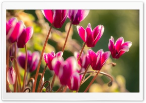 Cyclamen Flowers