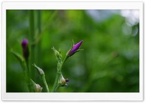 Beautiful Flower