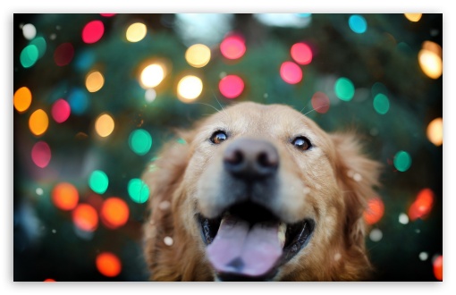 Download Happy Dog UltraHD Wallpaper