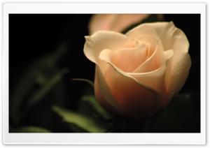 Light Orange Rose