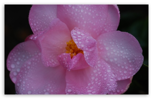 Download Pink Camellia Flower, Water Drops, Macro UltraHD Wallpaper
