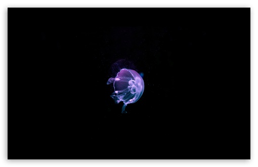 Download Jellyfish - Deep Blue Sea UltraHD Wallpaper