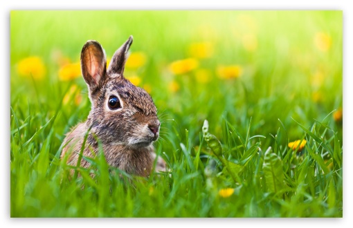 Download Easter Bunny UltraHD Wallpaper