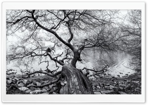 Old Fallen Tree Black and...