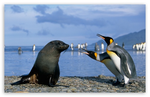 Download Two King Penguins And A Seal, Antarctica UltraHD Wallpaper