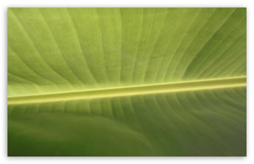 Download Tropical Leaf UltraHD Wallpaper