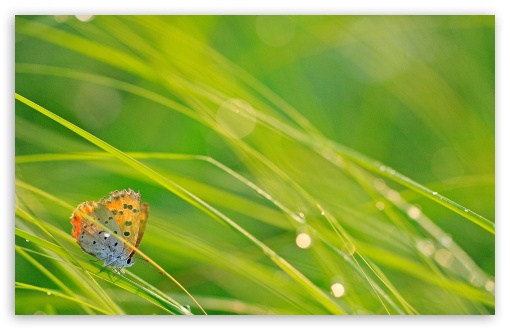 Download Butterfly And Green Grass UltraHD Wallpaper