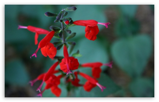 Download Tiny Red Flowers UltraHD Wallpaper