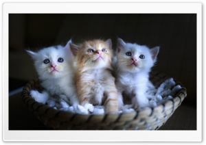 Three Adorable Kittens in a...