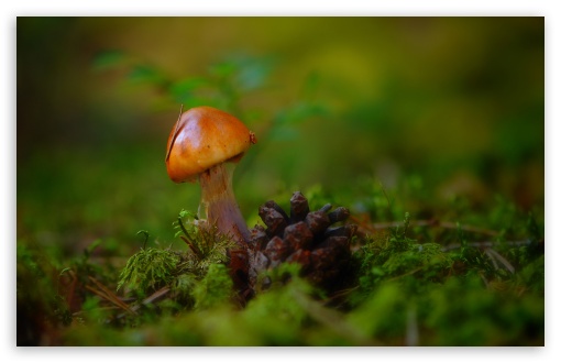 Download Mushroom Macro UltraHD Wallpaper