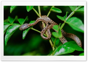 Large-spotted Cat Snake,...