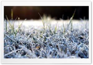 4K HD Frosted Grass Desktop