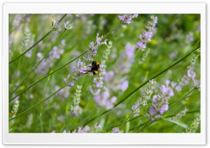Lavender And Bee