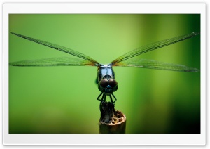 Dragonfly Macro Photography